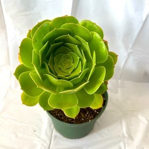 Blushing beauty aeonium plant | 6 inch pot | green